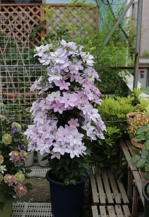 铁线莲界的“仙女”—倒影，花朵又仙又美，小阳台也能养成花瀑布