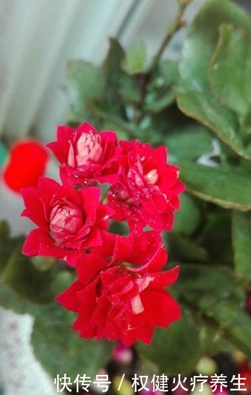 养花就要选开花多的品种,这3种花开花多,冬天也能养!