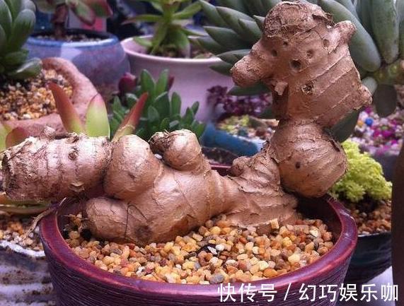 怕生姜涨价?年年如此栽种一盆,开花能驱蚊蝇,结果多到吃不完