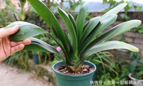 紧凑|君子兰开完花，叶子松散状态差，补上“1种肥”，株型紧凑饱满