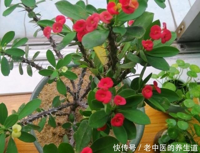 5种“有毒”花,室内不宜养,家里有的要注意,看看你家有吗!