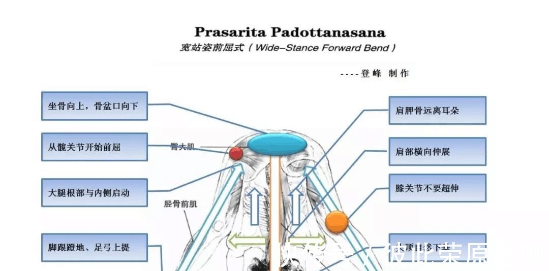 关节|瑜伽人须知的6个解剖学术语,附12个站立体式解剖图!