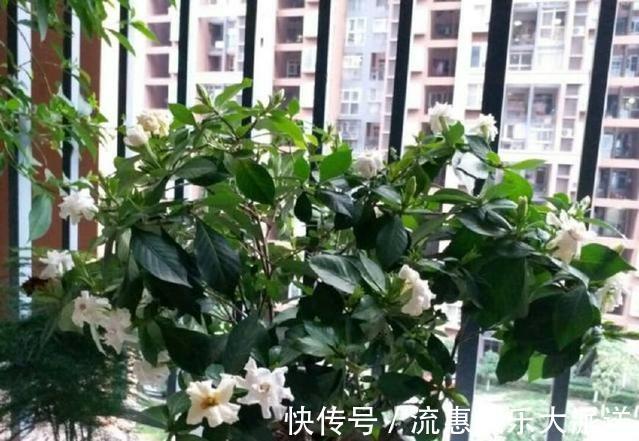 温湿度|封闭的阳台养花有妙招,养护一年的文竹怎么发新芽