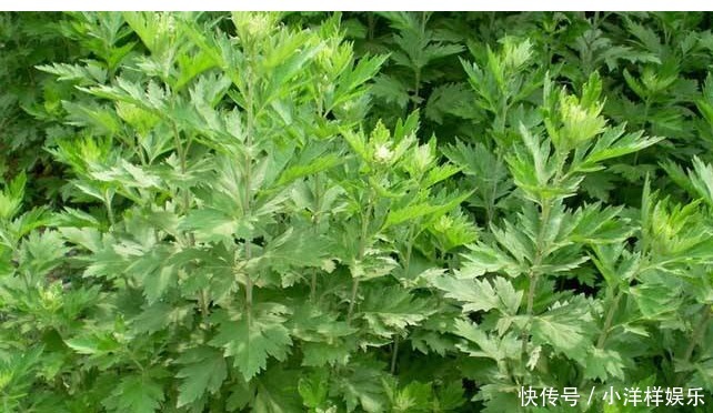 妇科炎症|它是妇科炎症的克星!鸡蛋用此物煮一煮,活血化瘀,远离妇科疾病