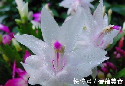 蟹爪兰有了花苞，此样做，才能开花更美