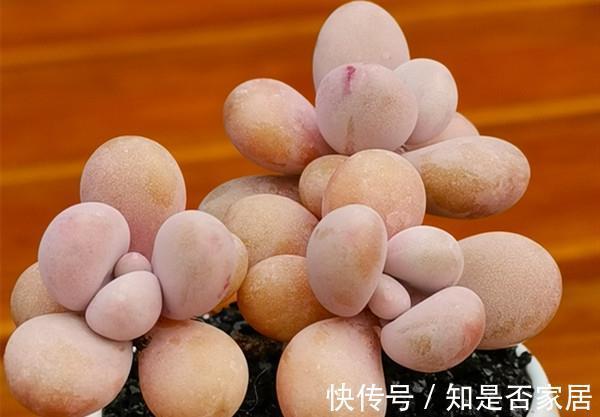 花友|多肉植物养好很难吗,掌握4个特点,多肉变美很简单