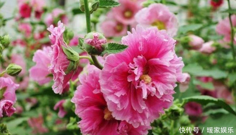 几款花卉,花艳易爆盆,开花香四溢飘满屋