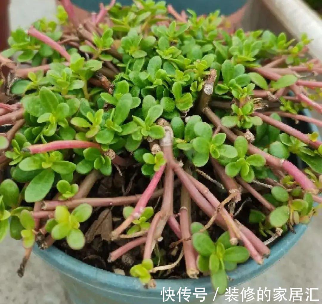 6种花别养老桩,越老越不开花,赶紧扦插备份