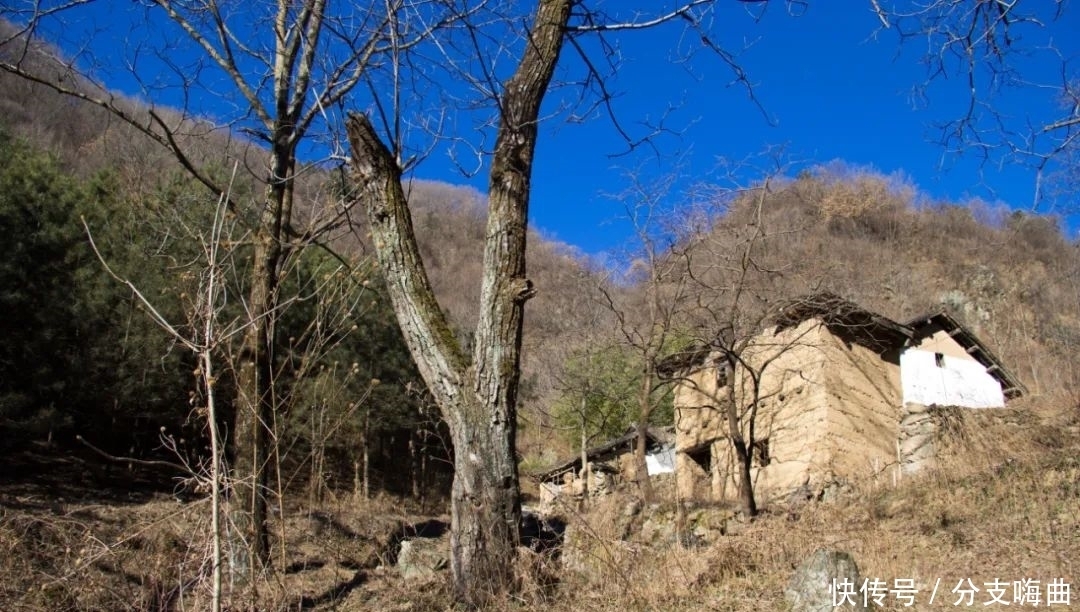 再访秦岭岭沟，去看千年古树，没有想到的是，竟还有人也惦念着它