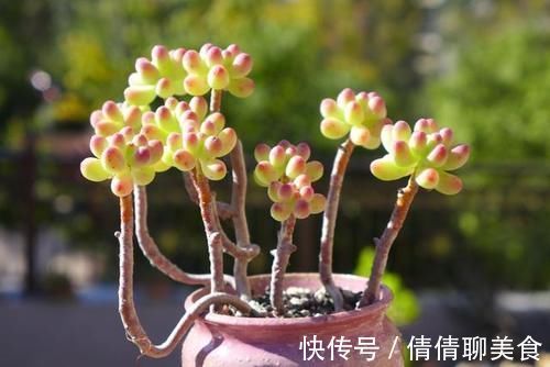 叶片|5种直立性很强的多肉，轻松养出精致漂亮的直立桩，别有一番韵味