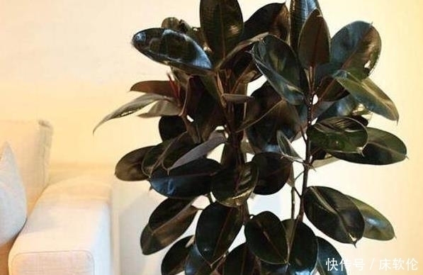 练手|这5种盆栽植物,不浇水反而越长越好,最适合新人练手