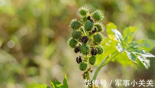 南天竹|在乡野分布有5种野果，全都含有“剧毒”，遇到千万不要采摘误食