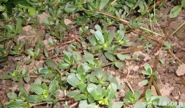 全株|隐藏在我们身边的美味:农村遍地都是的野菜!