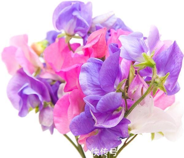 养花试试这几款，株型比较矮小，修剪残花枯枝，小孩子都能够胜任