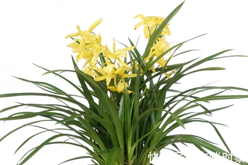 养花要学会配土和养根,身边有三种生根养根料,花卉生长的利器