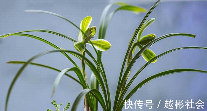 秋养兰花相对简单,避开几个雷区,不烂根还会抽新枝
