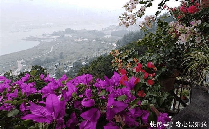 花期|两种花能开180天,8月养2盆天天有花看,真漂亮