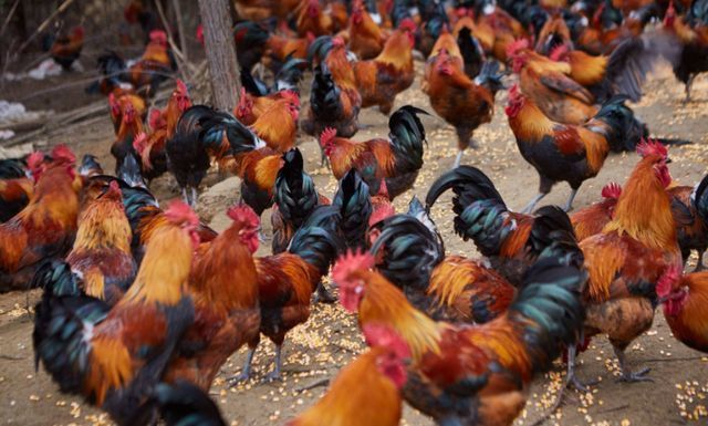 感冒咳嗽|冬季散养鸡容易感冒咳嗽,用这个方法可以一劳永逸