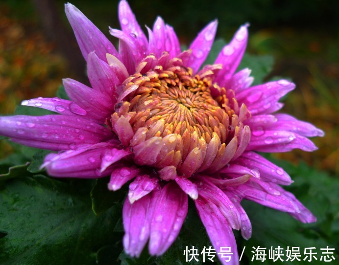 牡丹花|4种花“独受宠”,众多花友都爱养,一年四季开花不断,天天赏花