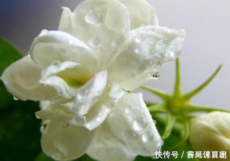 种花|家养这三种花最喜欢喝酸水,用好轻松花开爆满盆,好看又好养