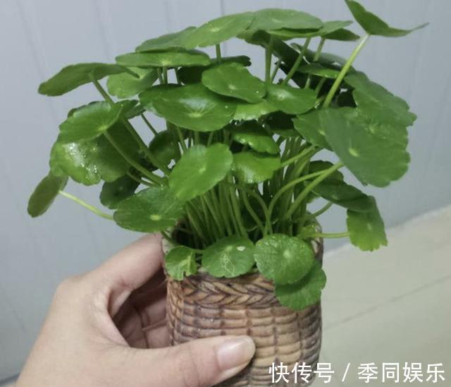 施肥|铜钱草“别乱养”,犯了“3个错误”,叶片会发软,难成活