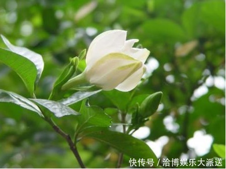 野菜|农村以下3种野菜,能清热解毒,美容保健,效果非常好