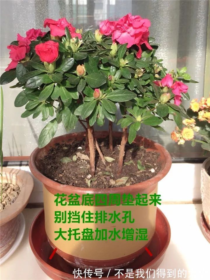 养花技巧最难养的花,买多少死多少,想想就生气!