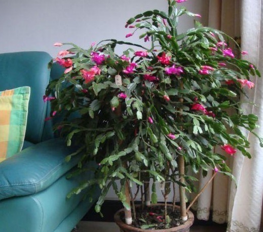 休眠期|养了3年蟹爪兰,没有开花迹象,在盆里丢点“它”,冒花30朵!