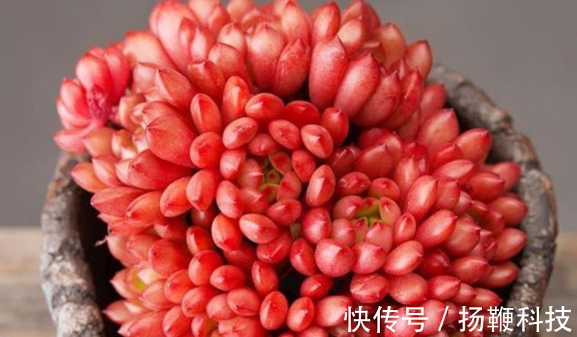 光照|夏天褪色的多肉红宝石,8月教你几个小技巧,养成红艳肉墩子