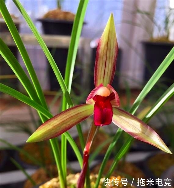 花迷|多年前,出价20万都不卖的兰花,横扫各大兰展,家里有的都不一般