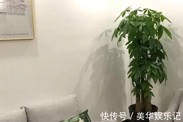 旺一旺|老人常说的“镇宅花”，种了“镇宅又聚财”，有钱人家都有！