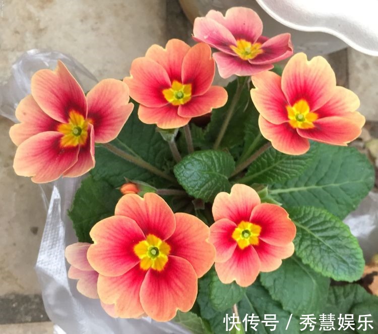 喜欢养花，不如养盆报春花，养护简单，花色美丽，花期超长