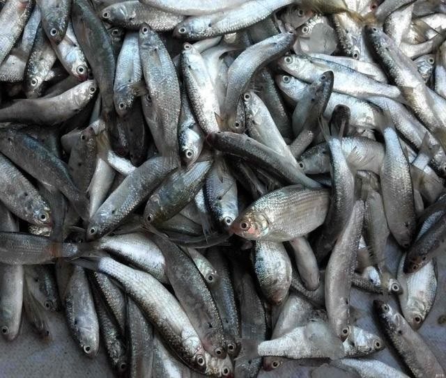 野钓总遇小鱼闹窝，其实是你这弄错了，资深钓友都这样做！