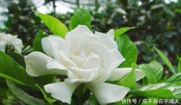 4种花花色艳、花量大，一开就美爆，漂亮上档次，值得养