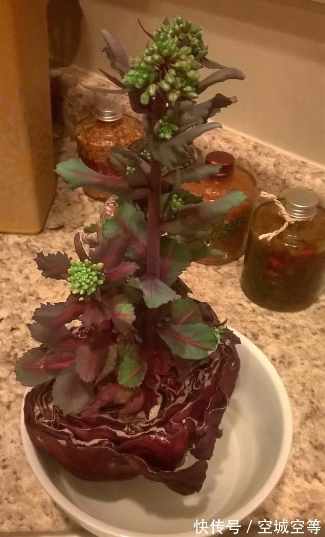 高尔夫球场#30张“活久未见”的照片:被闪电击中的木头,好像一副国画