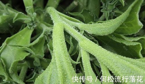 在非洲被当肥皂用,引进我国却成“高档菜”,自带盐味,一起看看!