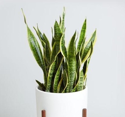 入秋后，虎皮兰“讨厌”喝水，给它换个“口味”，开出漂亮花朵！