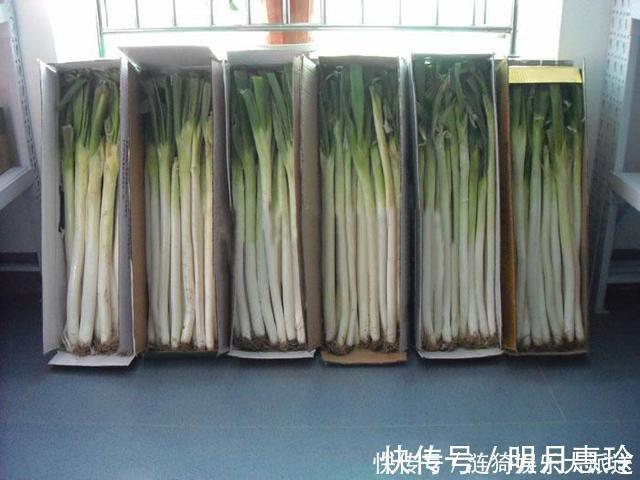 通风处|今天才知道，原来保存大葱这么简单，不空心不烂根，放半年不会坏