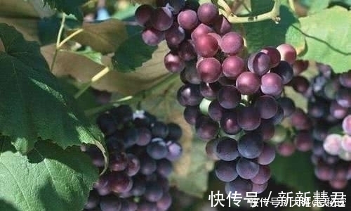 凉拌海带|这四种食物经常吃的话,可以预防很多疾病,来看下有哪些水果