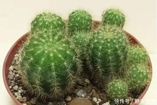 绿萝柱|4种“防辐射”的花,好养又漂亮,养1盆再不担心变丑,女生必选!