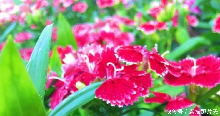 4种花爱开花，一开就是300多天，花姿妖娆，四季繁花似锦，美