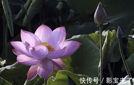 苦心人|11月上旬，吉星关照，4属相桃花旺盛，财源广进，生活顺风顺水