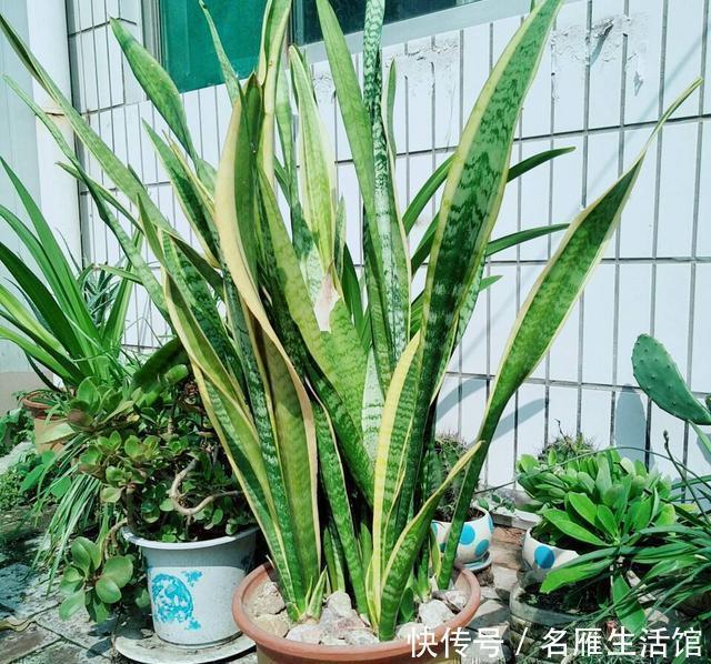 养护|虎皮兰有“4怕”,避开后,叶子旺盛“增1倍”,花友早记住