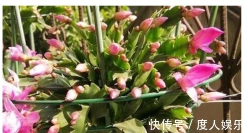 蟹爪兰不开花一周用一次“它”,花芽冒个不停,一开花就爆盆!