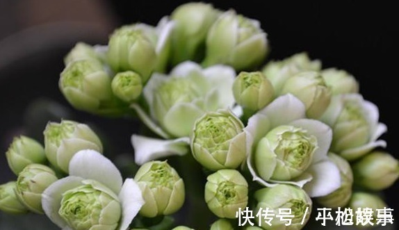 这“3种花”随便养一盆,“兴家”又“旺财”,过得好的人都养!