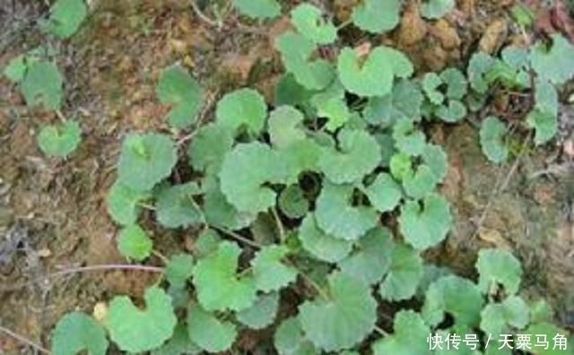 采摘|农村这种野草有剧毒,老农民却称它为“解毒王”,见到别随意采摘