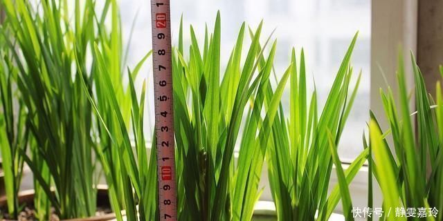 好养漂亮的“4种花”,阳台室内养一盆,浇水就长爆盆,开花不断