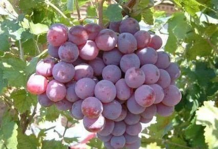 排毒养颜|女性想要皮肤好，要坚持吃三种食物，美白护肤，滋润身体