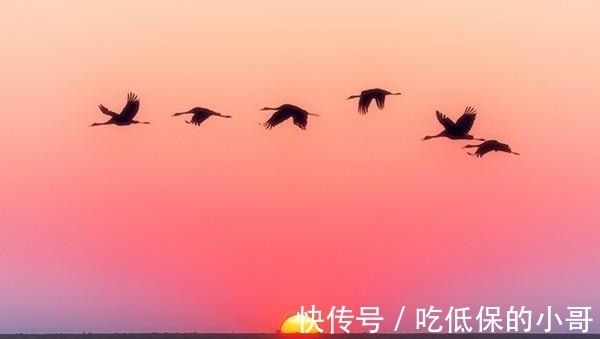 大雁&五言绝句◆云边雁字长