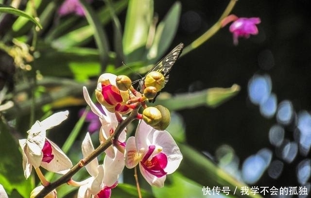 兰花常常养出“馒头堆”,这种造型好处多,预防病虫,花苞冒得多